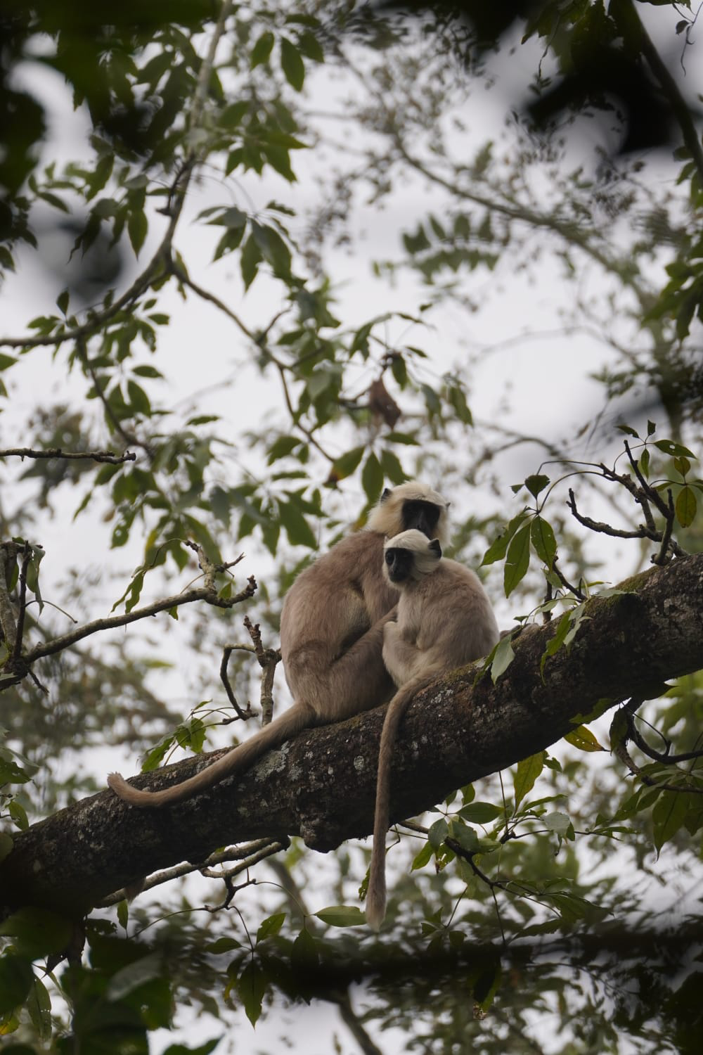 Wildlife