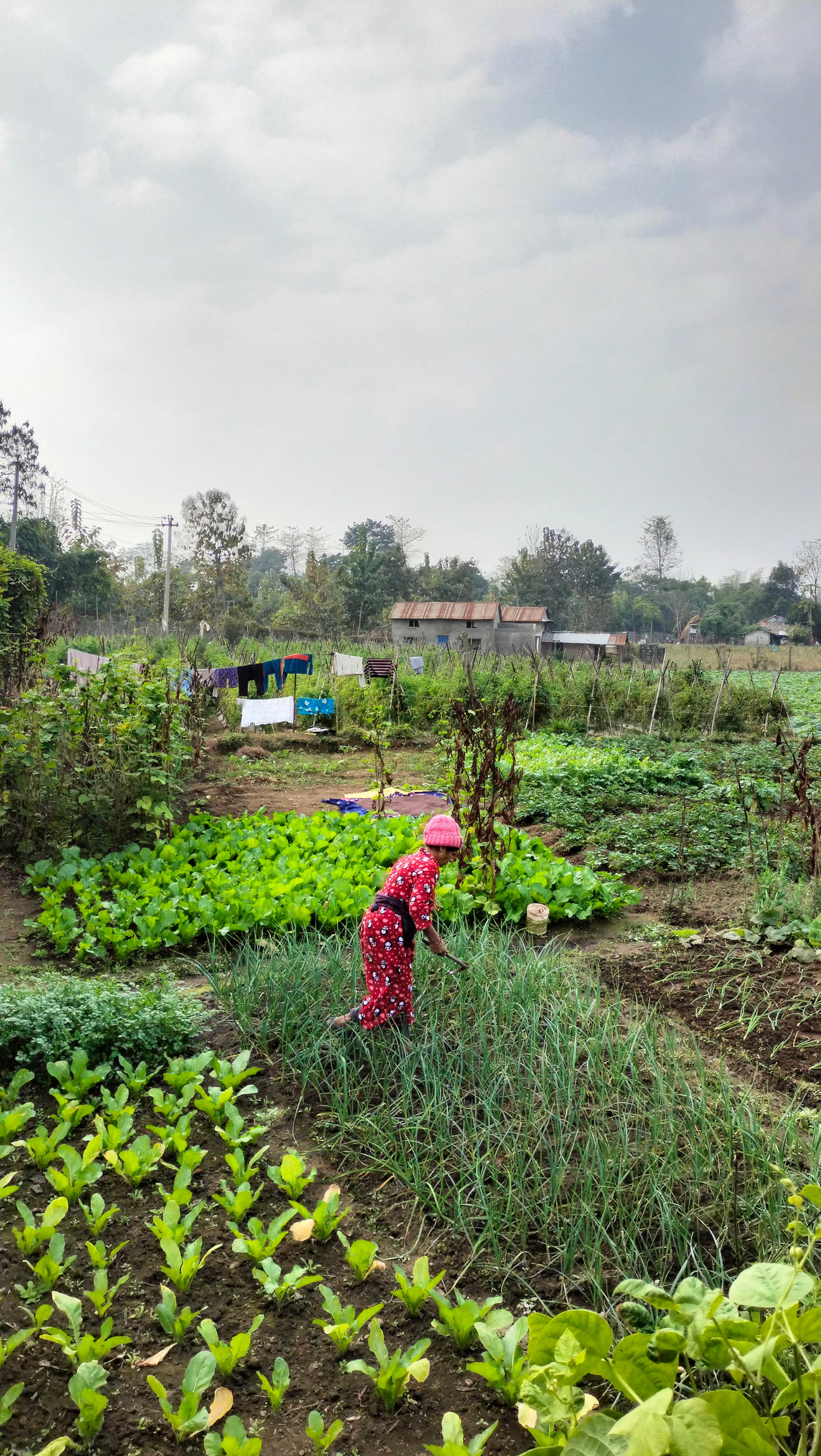 Fresh Garden Vegetables